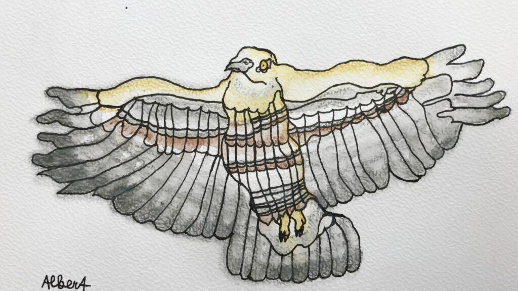 28.05_Kultur u.Museumsverein-Bussard - Albert Masser Vogelzeichnung eines Greifvogels mit ausgebreiteten Flügeln, detailreiche Illustration.